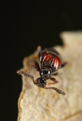 Réf. 131 530 : Trissemus antennatus