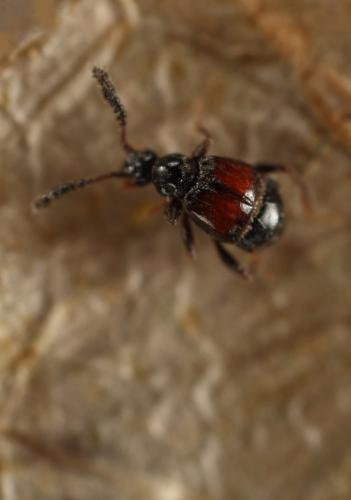 Réf. 131 531 : Trissemus antennatus