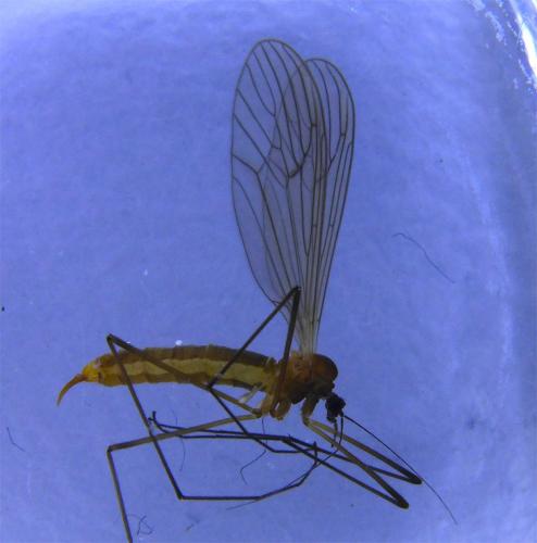 Trichocera major