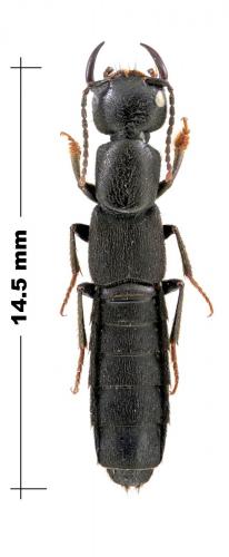 Tasgius sp.