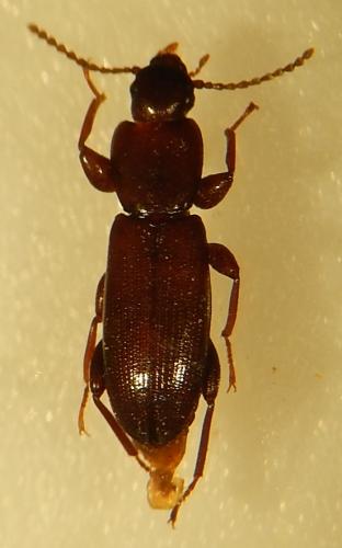 Centorus procerus