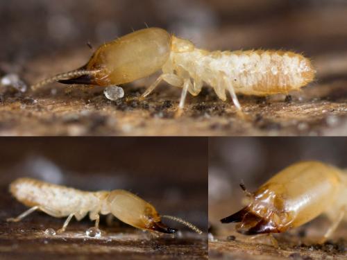 Reticulitermes sp.