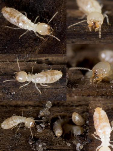 Reticulitermes sp.