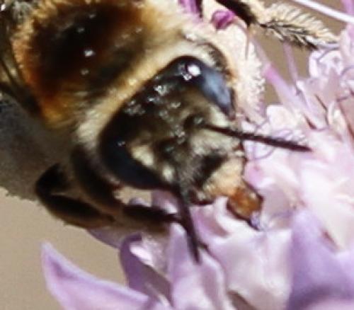 Tetraloniella pollinosa