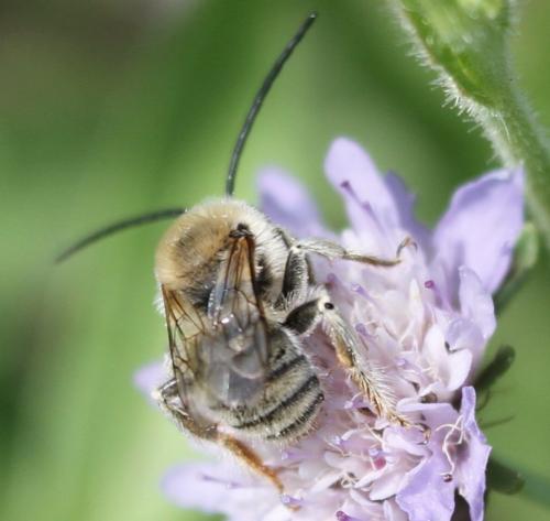 Réf. 131 819 : Tetraloniella pollinosa
