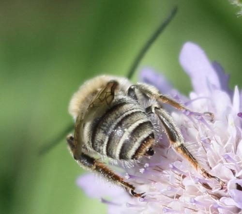 Tetraloniella pollinosa