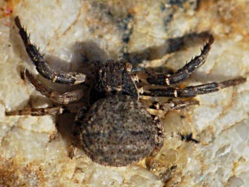 Bassaniodes bliteus