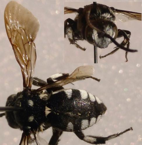 Réf. 131 767 : Thyreus sp.