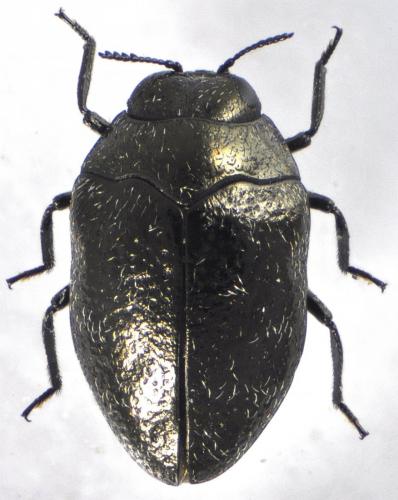 Réf. 131 423 : Trachys sp.