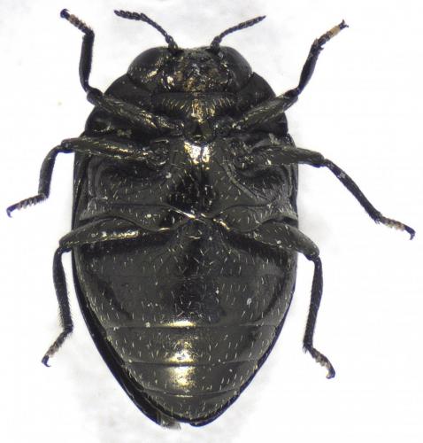 Réf. 131 671 : Trachys sp.