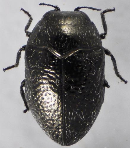 Réf. 131 676 : Trachys sp.