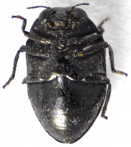 Réf. 131 678 : Trachys sp.