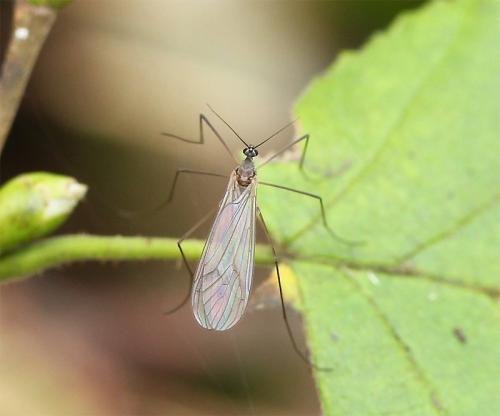 Trichocera major