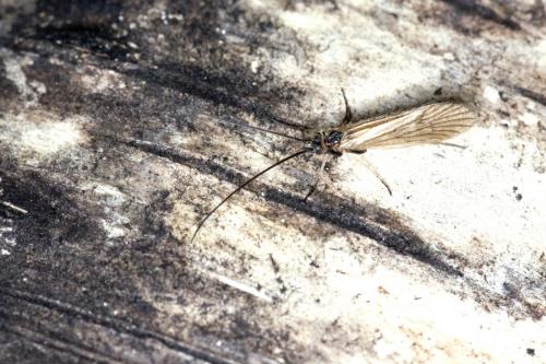 Réf. 131 457 : Enoicyla pusilla