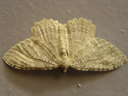 Réf. 131 784 : Triphosa sabaudiata