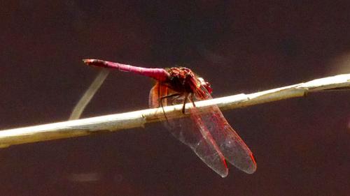 Trithemis annulata