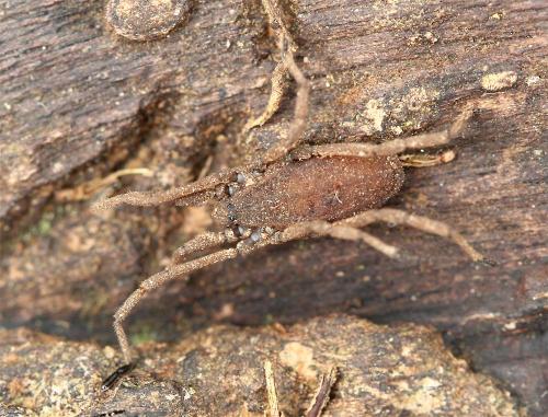Trogulus nepaeformis