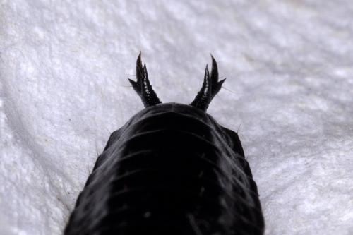 Carabus intricatus