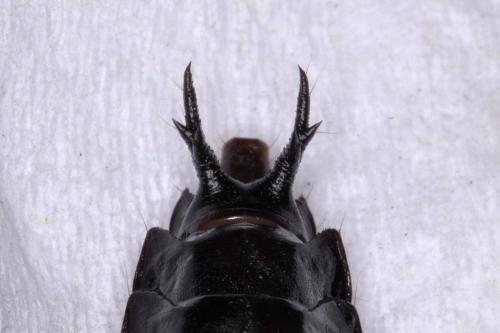 Carabus intricatus