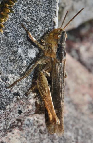 Chorthippus sp.