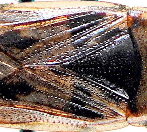 Xanthochilus quadratus