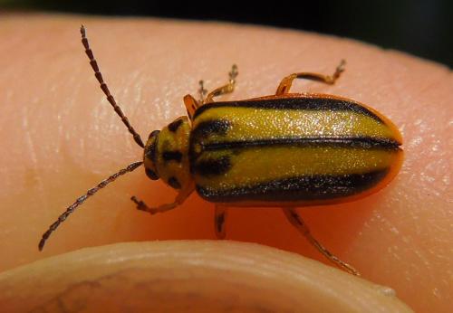 Xanthogaleruca luteola