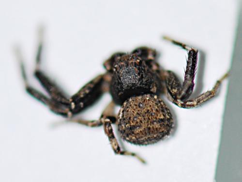 Bassaniodes bliteus