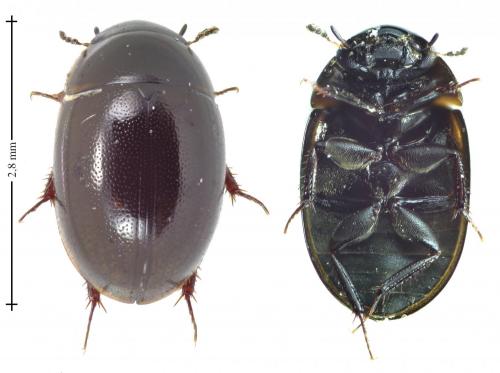 Anacaena globulus