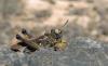 131200 – Photo : David Sannier – Espagne