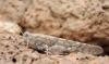 131204 – Photo : David Sannier – Espagne