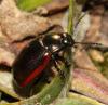131470 – Photo : Christine DEVILLERS – Belgique