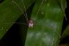 131557 – Photo : D. Martinez – Philippines