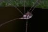 131559 – Photo : D. Martinez – Philippines