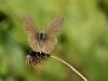 131070 – Photo : Daniel Verdier – France (69)