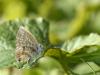 131069 – Photo : Daniel Verdier – France (69)