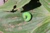 131032 – Photo : G Bastard – France (05)
