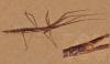 Clonopsis gallica