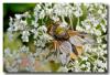 131548 – Photo : DUBOIS Yves – France (01)