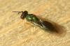 131060 – Photo : Christophe Quintin – France (21)