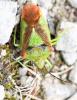 131135 – Photo : Renko Usami – France (62)