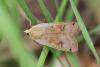131483 – Photo : Dominique THAUVIN – France (45)