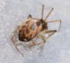 Tenuiphantes sp.