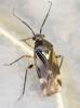 131026 – Photo : Renko Usami – France (62)