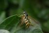 131046 – Photo : Fabrice Ducordeau – France (29)
