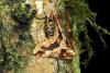 Erannis defoliaria