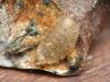 131087 – Photo : Guillaume JACQUEMIN – France (21)