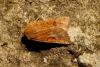 131369 – Photo : f vanhille – France (95)