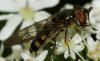 131055 – Photo : Guillaume Larregle – France (77)