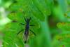 131063 – Photo : Philippe Loncle – France (22)