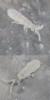 131712 – Photo : Renko Usami – France (59)